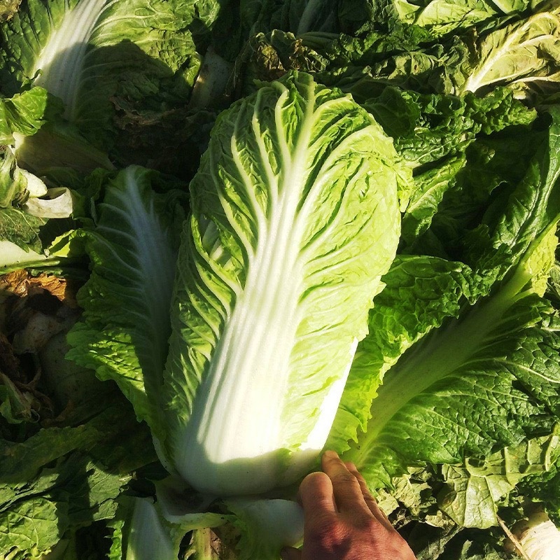 【热卖】精品白菜，北京3号白菜，全国发货，一手货源，量大从优