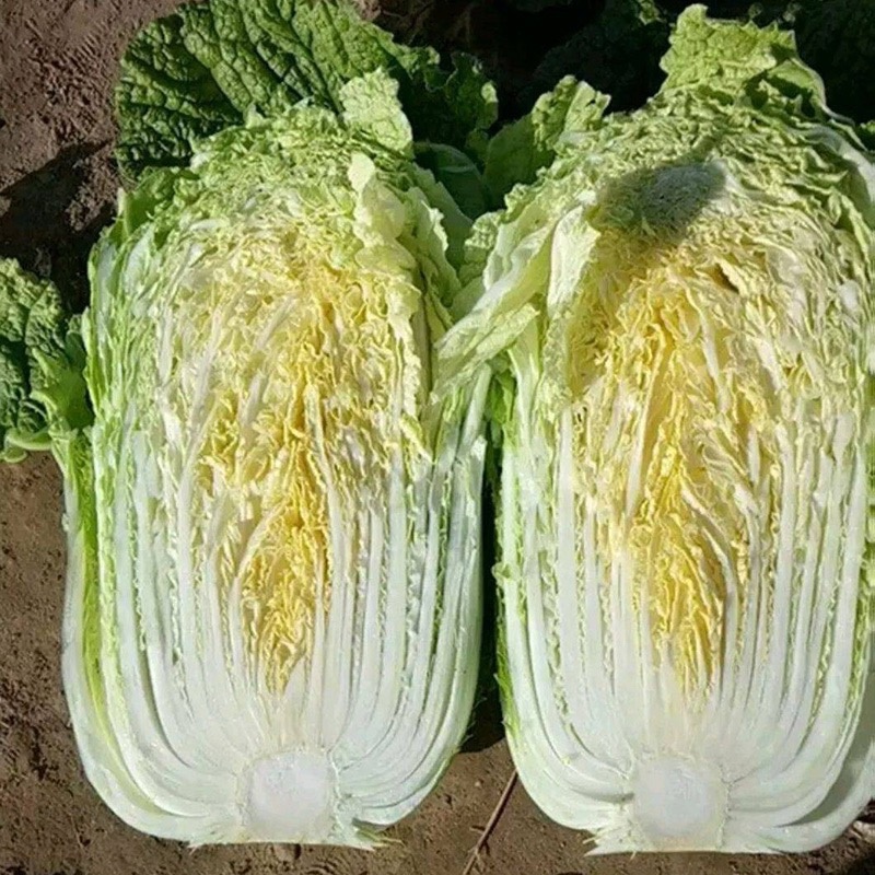 【热卖】精品白菜，北京3号白菜，全国发货，一手货源，量大从优