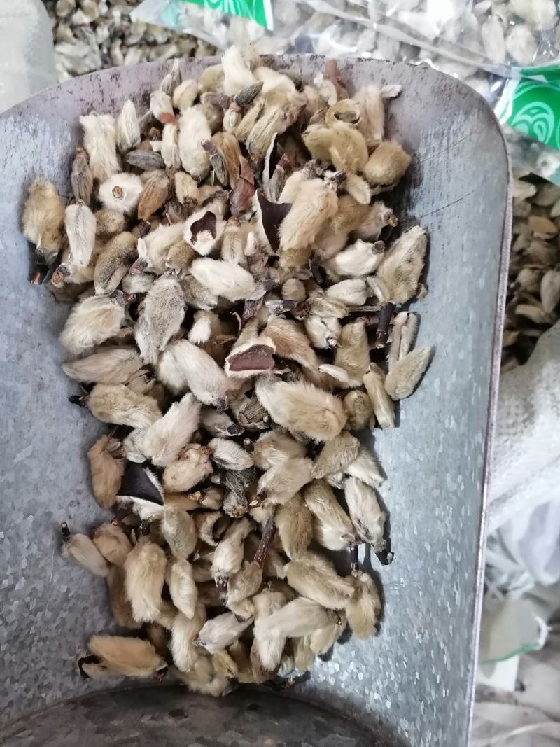 辛夷花辛夷无硫中药材毛桃花木笔花批发零售各种规格中药材
