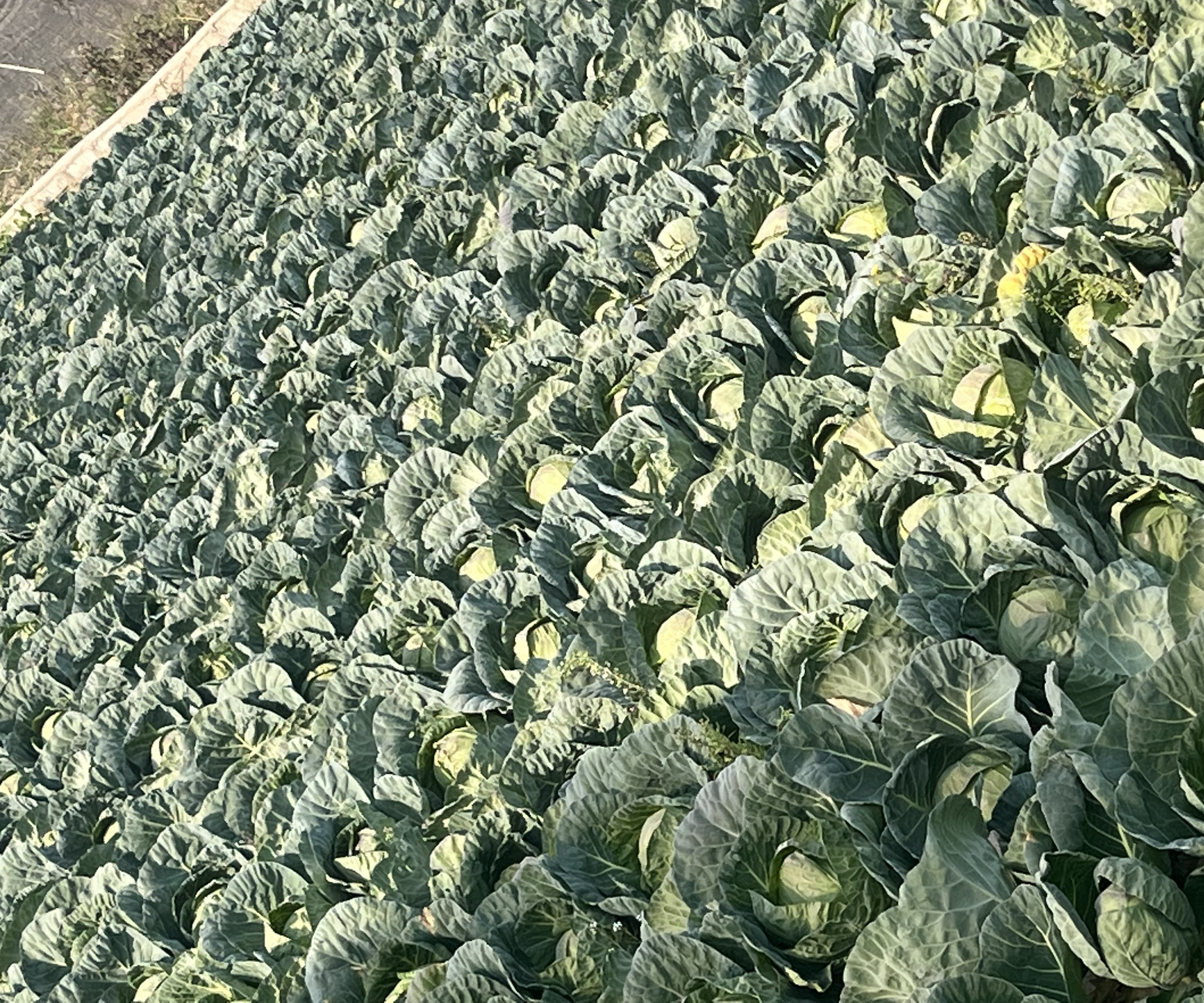 广州白云区圆包菜种植基地,绿油油的圆包菜田地,农民正在田间劳作 广州白云区圆包菜种植基地