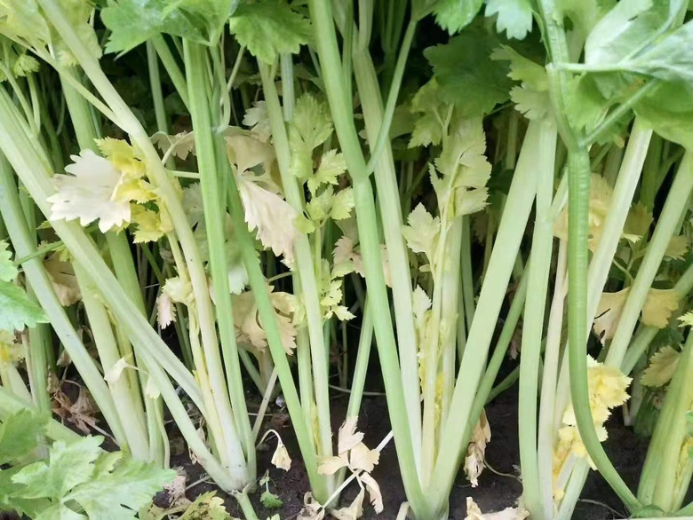野菜马齿菜特写图片
