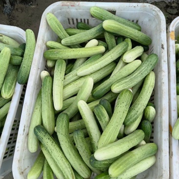 本地大棚黄瓜，无苦味，60亩基地直销，期待与你合作