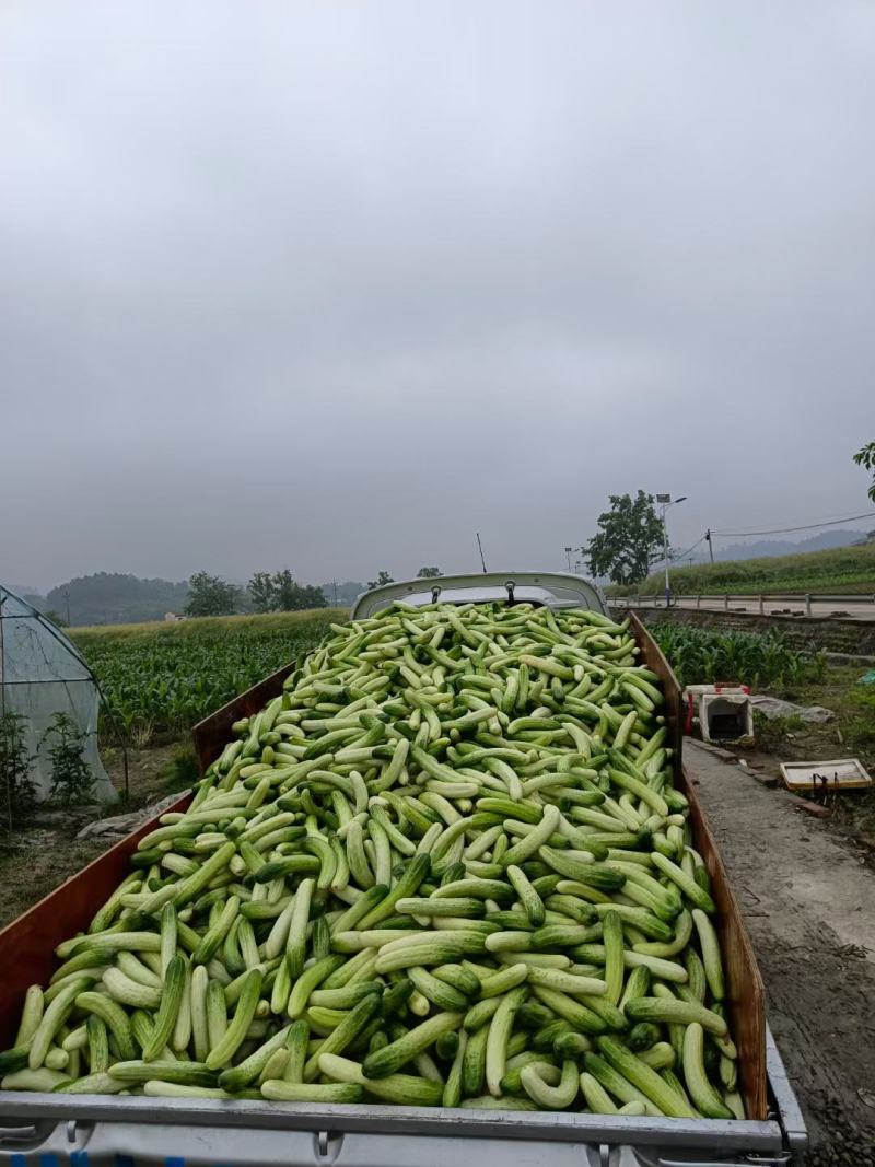 本地大棚黄瓜，无苦味，60亩基地直销，期待与你合作