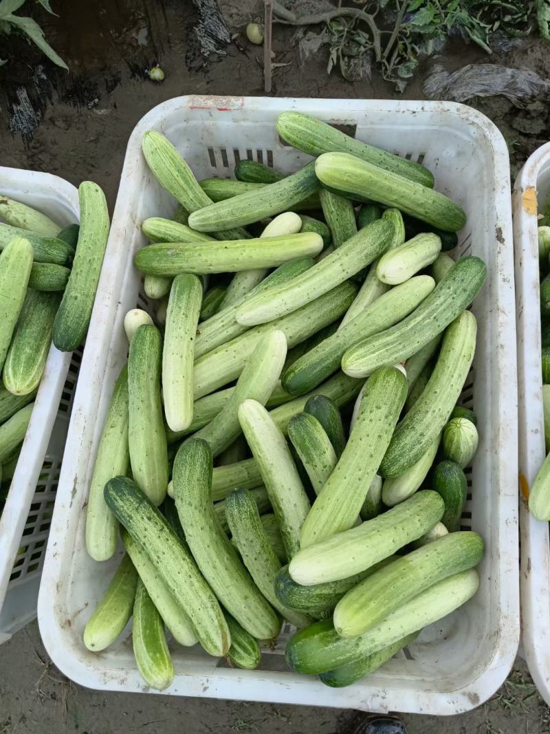 本地大棚黄瓜，无苦味，60亩基地直销，期待与你合作