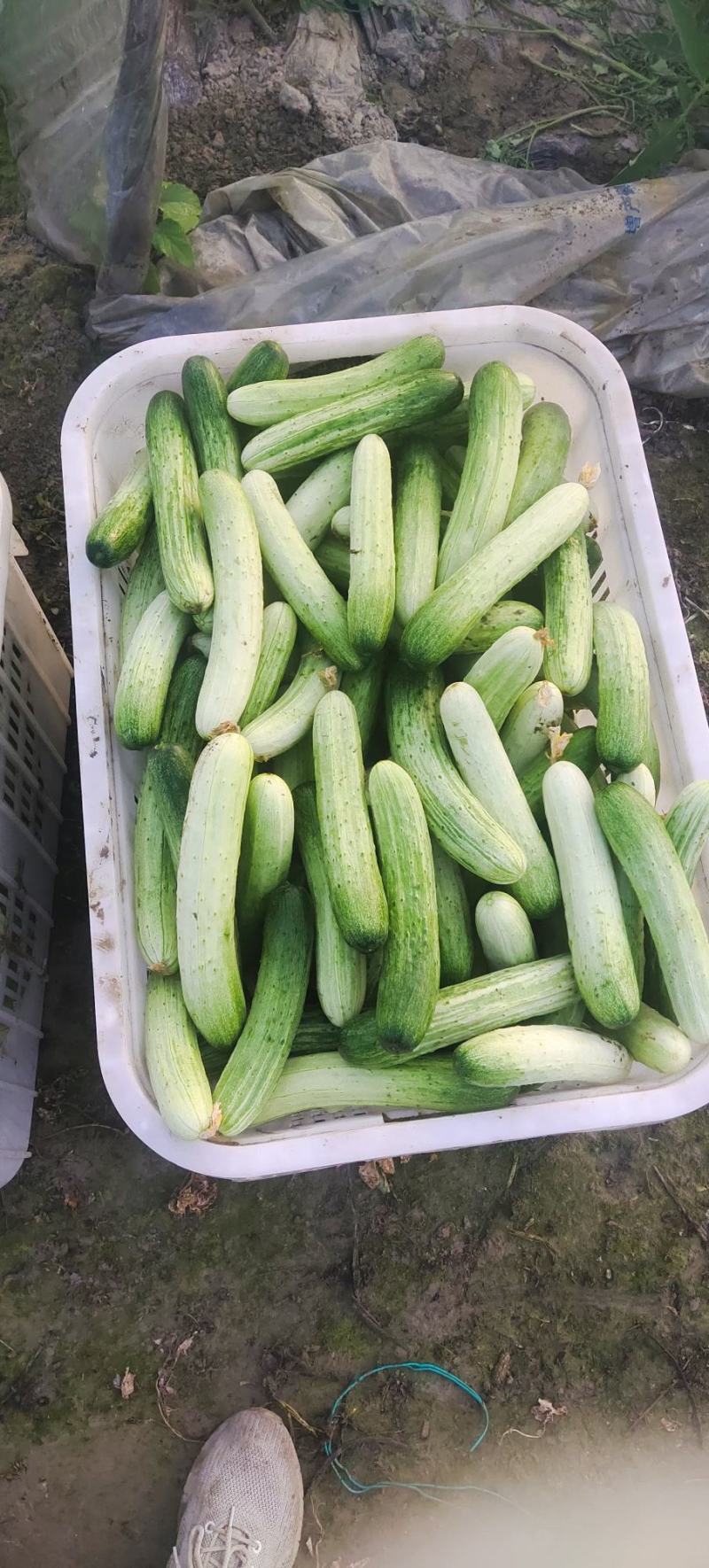 本地大棚黄瓜，无苦味，60亩基地直销，期待与你合作