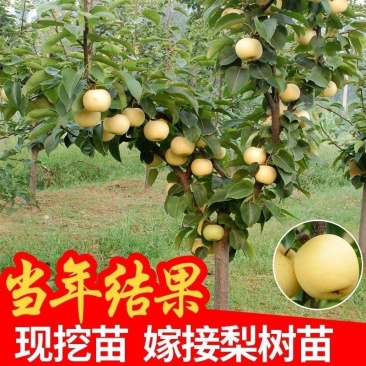梨树苗脆冠梨彩虹梨丰水梨苹果梨现挖现发包成活包结果