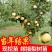 梨树苗脆冠梨彩虹梨丰水梨苹果梨现挖现发包成活包结果