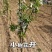 梨树苗脆冠梨彩虹梨丰水梨苹果梨现挖现发包成活包结果