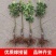 梨树苗脆冠梨彩虹梨丰水梨苹果梨现挖现发包成活包结果