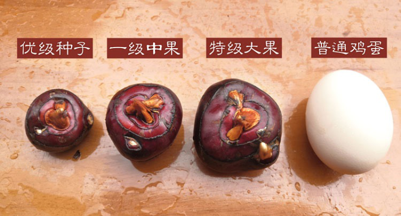 广西马蹄（孛荠）一手货源甜润可口清爽多汁现货直发