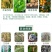 98%恶霉灵枯萎病噁霉灵根腐病立枯土传病害土壤消毒杀菌剂