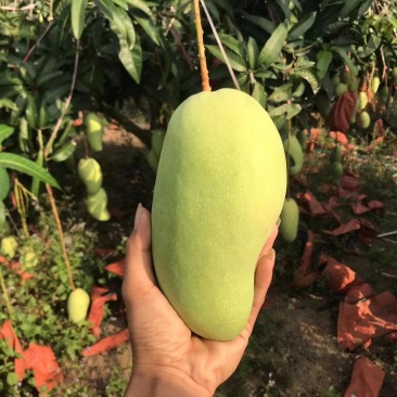 海南金煌芒，贵妃芒，台农芒，线上线下可对接。