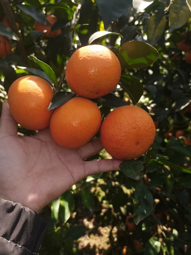 沃柑