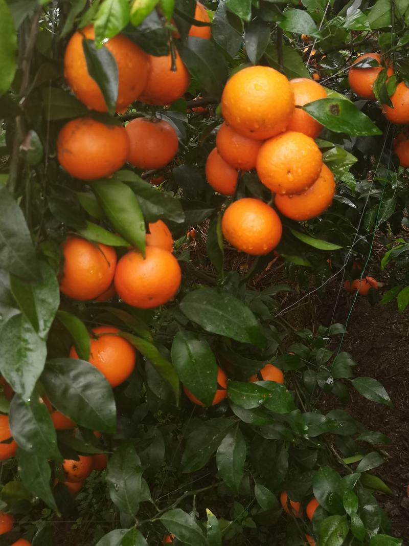 沃柑