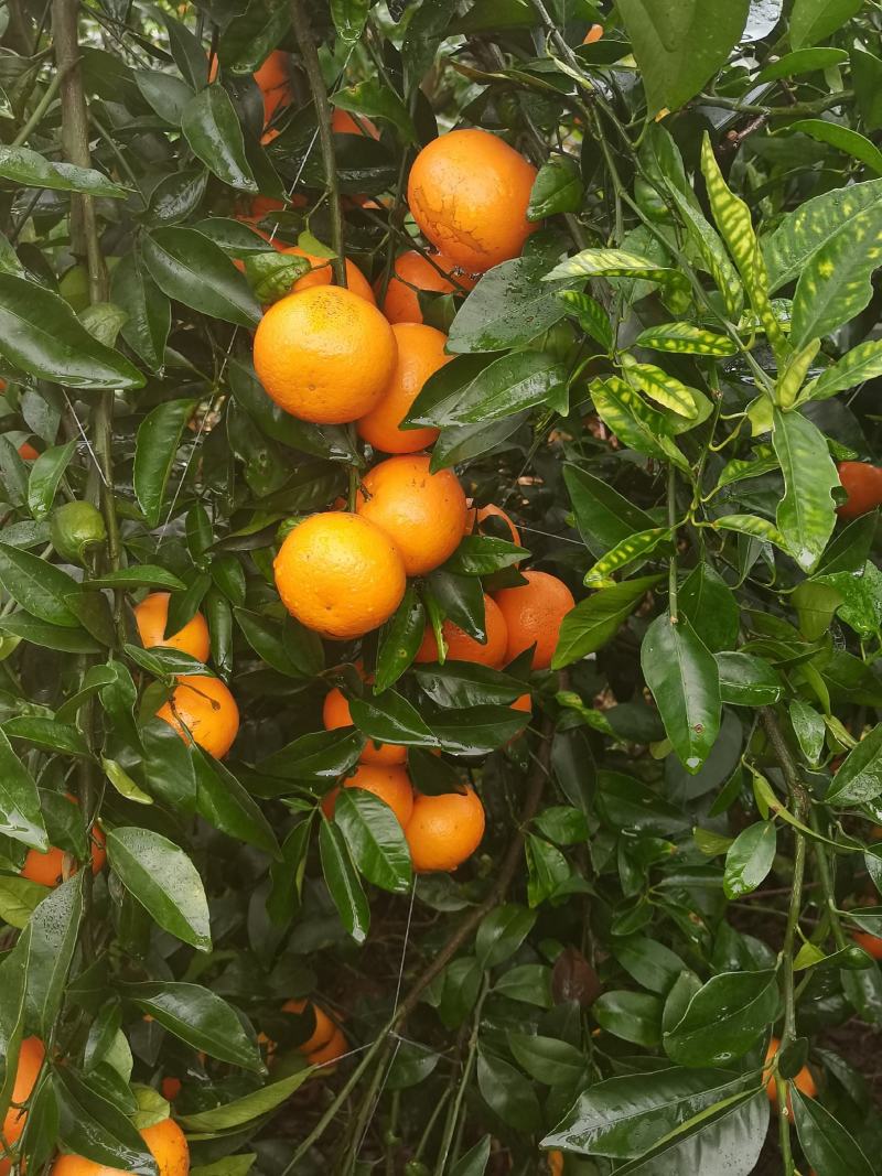 沃柑