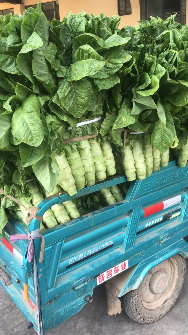 三青皮莴笋精品莴笋大量供应青皮青肉无节骨无空心一手货源