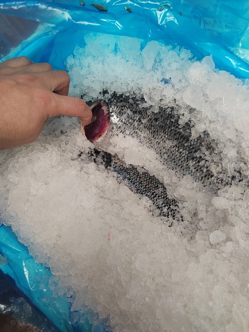 深海三文鱼111厂的挪三威文鱼带皮中段400克