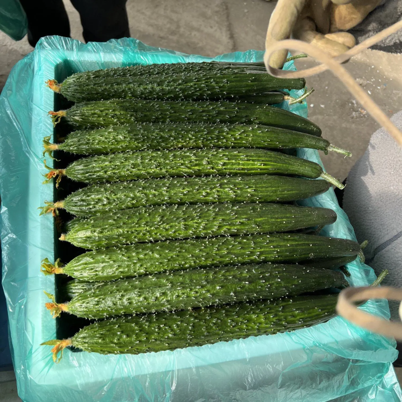 优质密刺黄瓜视频看货诚信为本质量保障产地直发保您满意等您来电