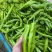 湛江鲜辣椒、青皮红、量大质优、可视频看货、欢迎采购