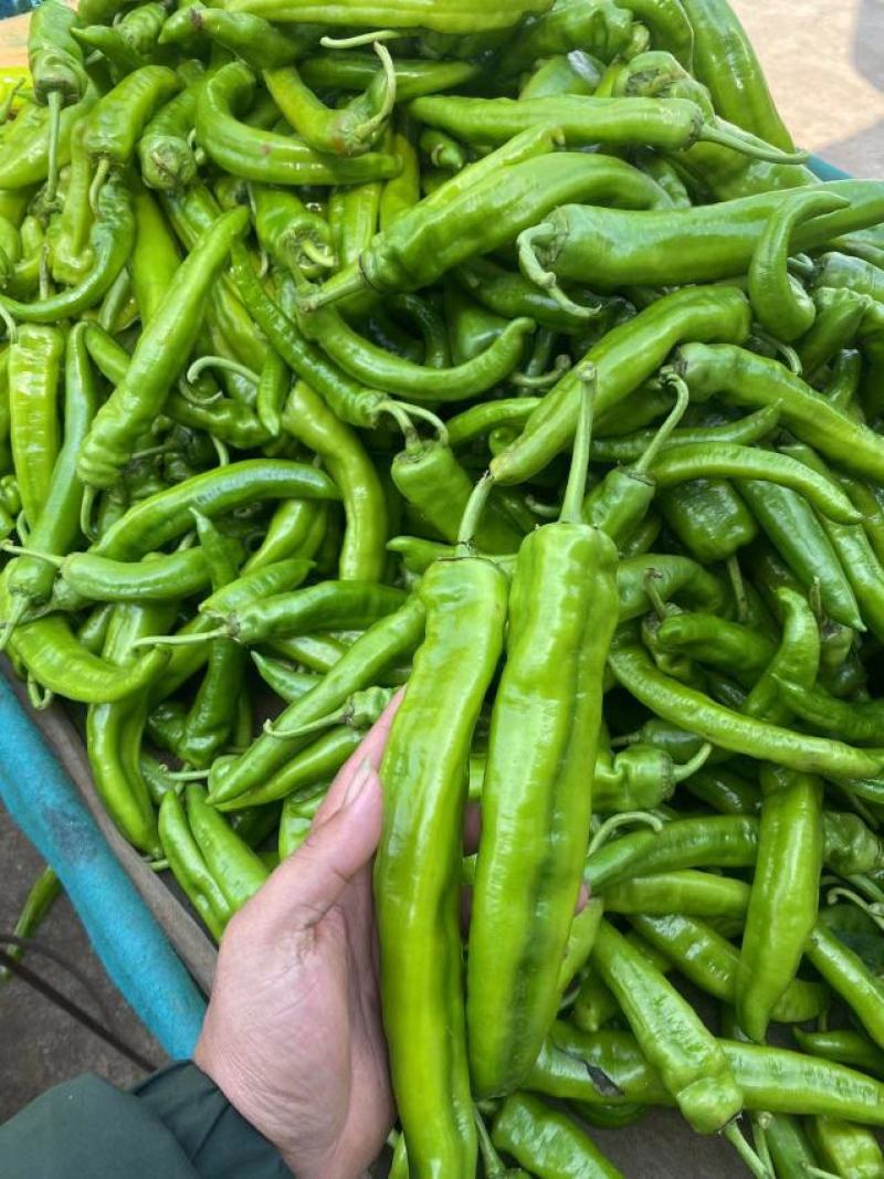 湛江鲜辣椒、青皮红、量大质优、可视频看货、欢迎采购
