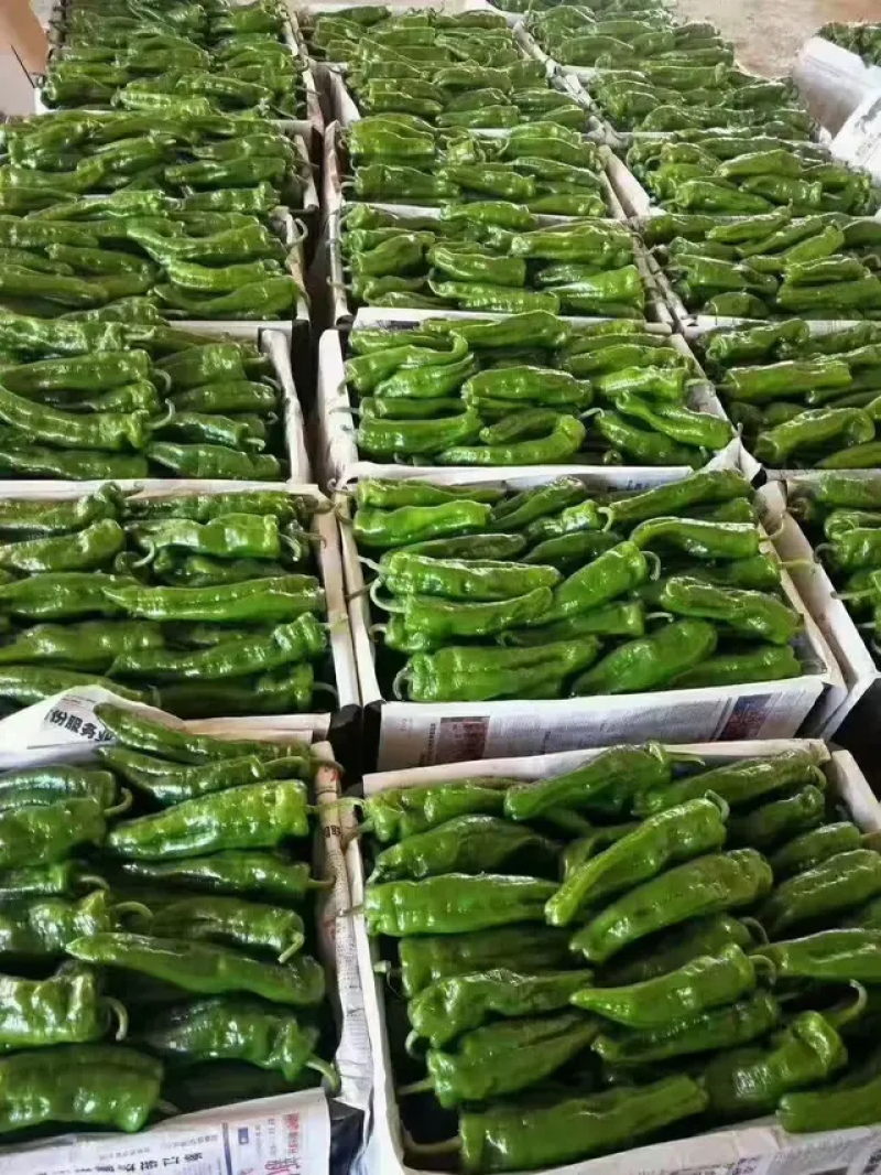 301辣椒泡椒一手货源对接全国电商批发商兰陵泡椒欢迎来电