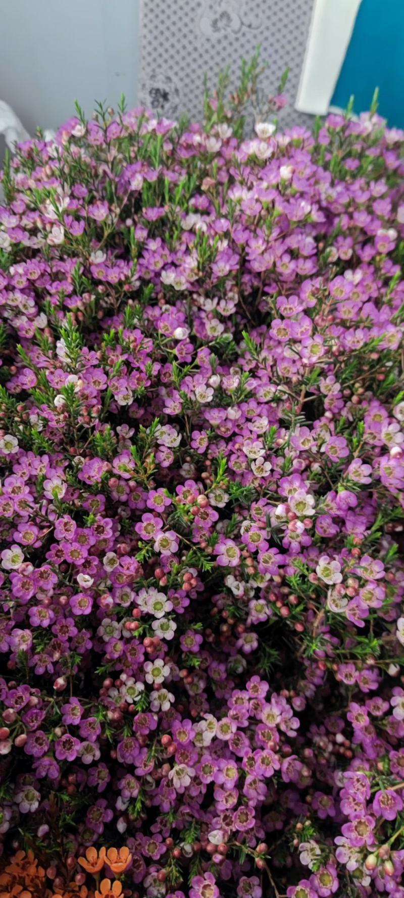 澳洲腊梅鲜花过年年宵花摆摊花。家庭插花