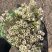 澳洲腊梅鲜花过年年宵花摆摊花。家庭插花