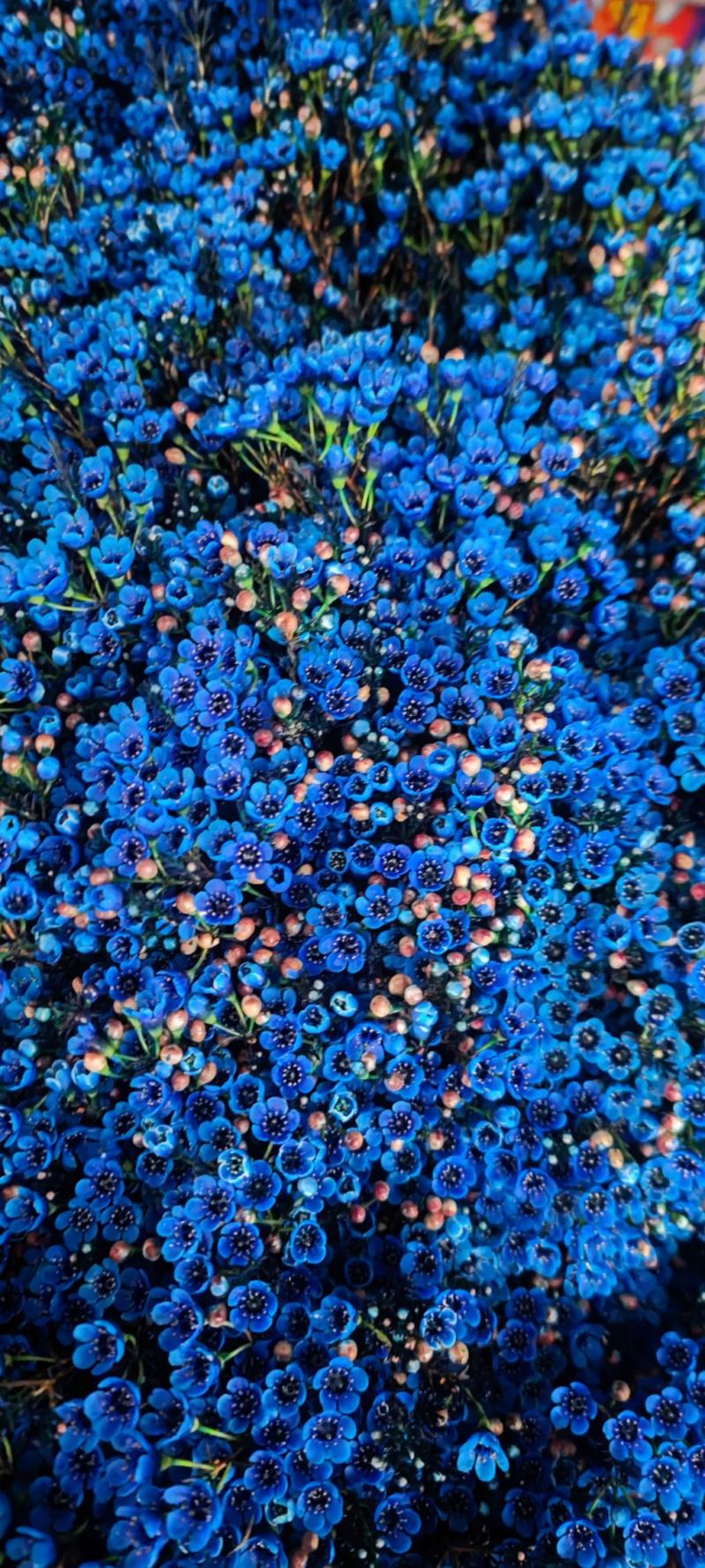 澳洲腊梅鲜花过年年宵花摆摊花。家庭插花