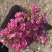 澳洲腊梅鲜花过年年宵花摆摊花。家庭插花