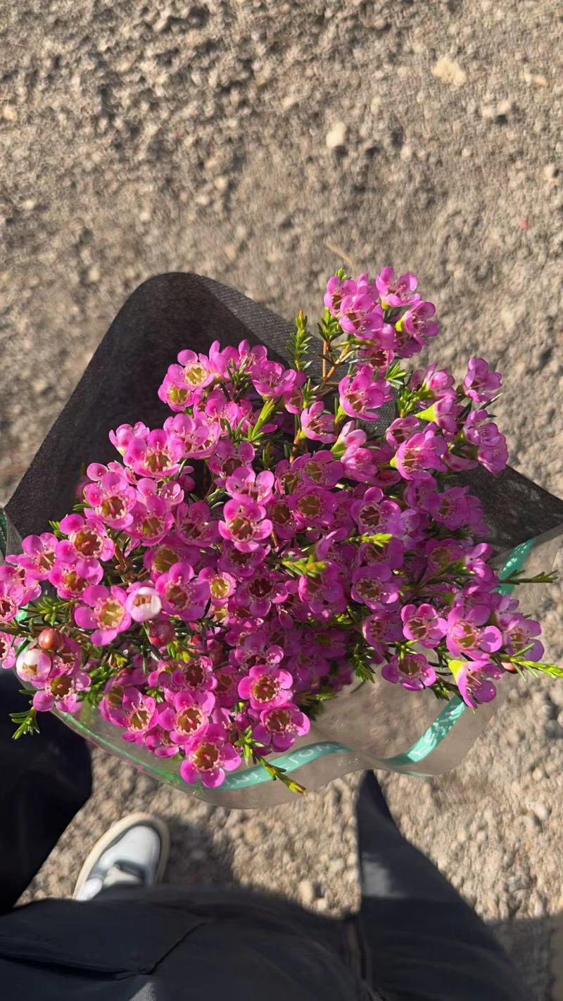 澳洲腊梅鲜花过年年宵花摆摊花。家庭插花