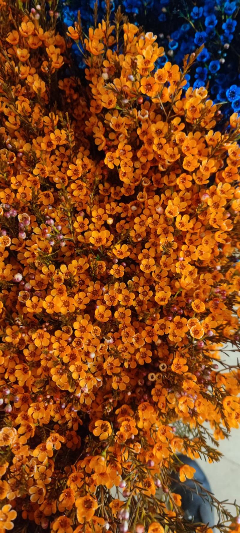 澳洲腊梅鲜花过年年宵花摆摊花。家庭插花