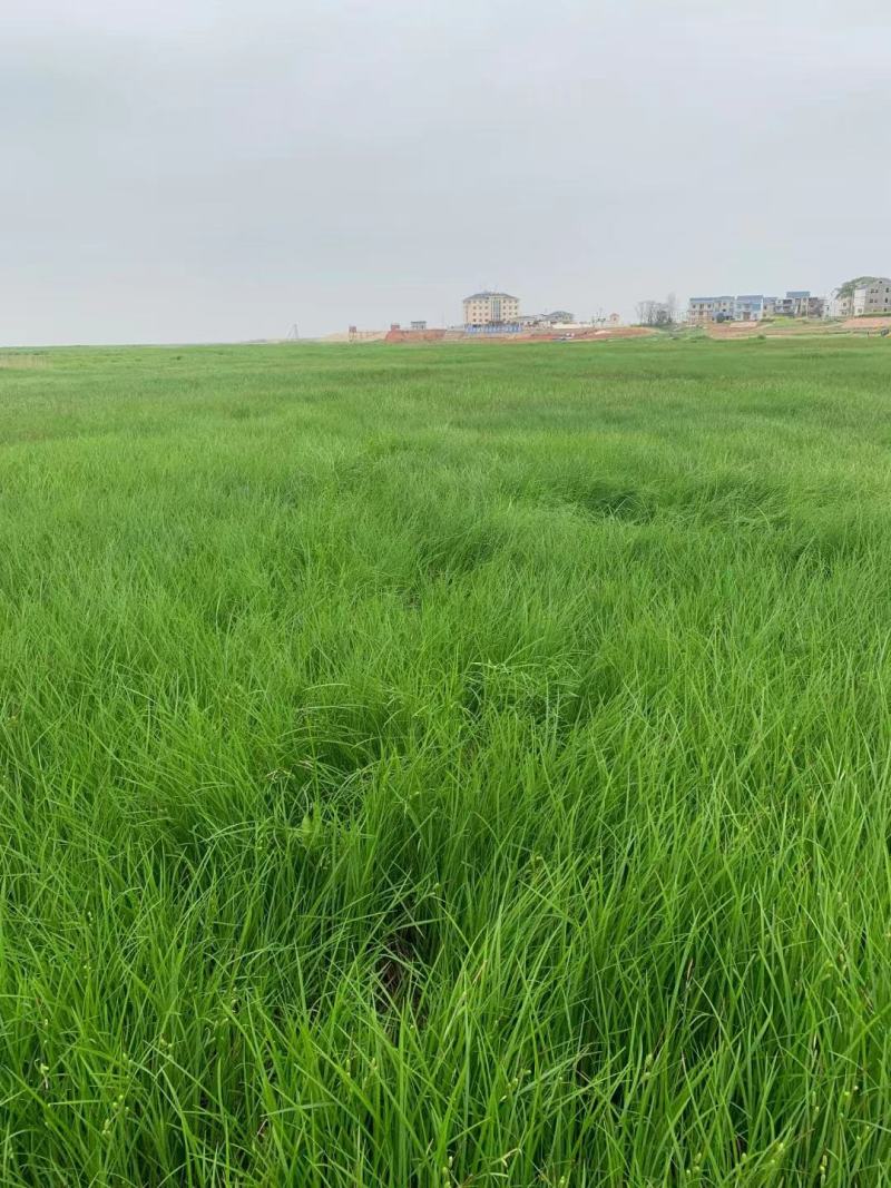 牧草饲料，江西鄱阳湖苔草，货源充足，整车批发价，量大从优