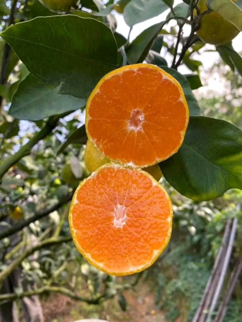 由良枝条，由良特早蜜桔枝条，苗圃嫁接，果园高换均可