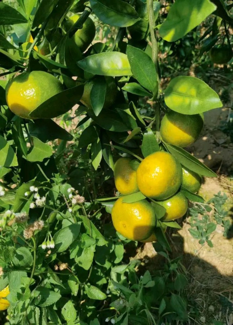 由良枝条，由良特早蜜桔枝条，苗圃嫁接，果园高换均可