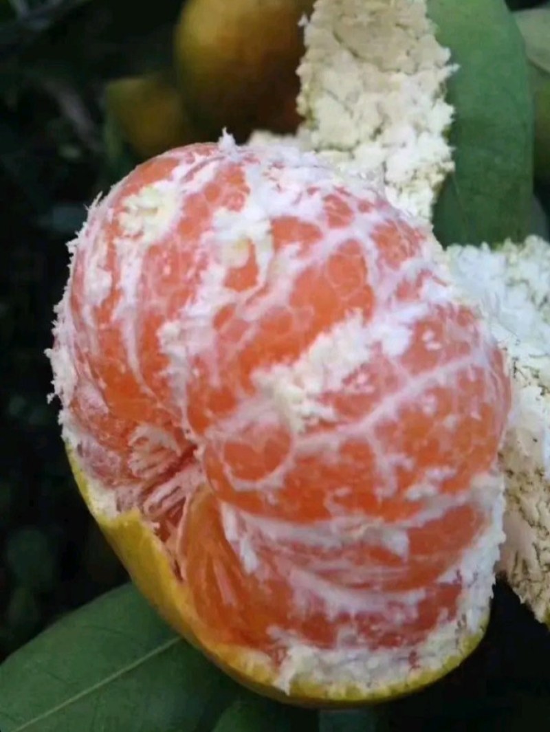 由良枝条，由良特早蜜桔枝条，苗圃嫁接，果园高换均可
