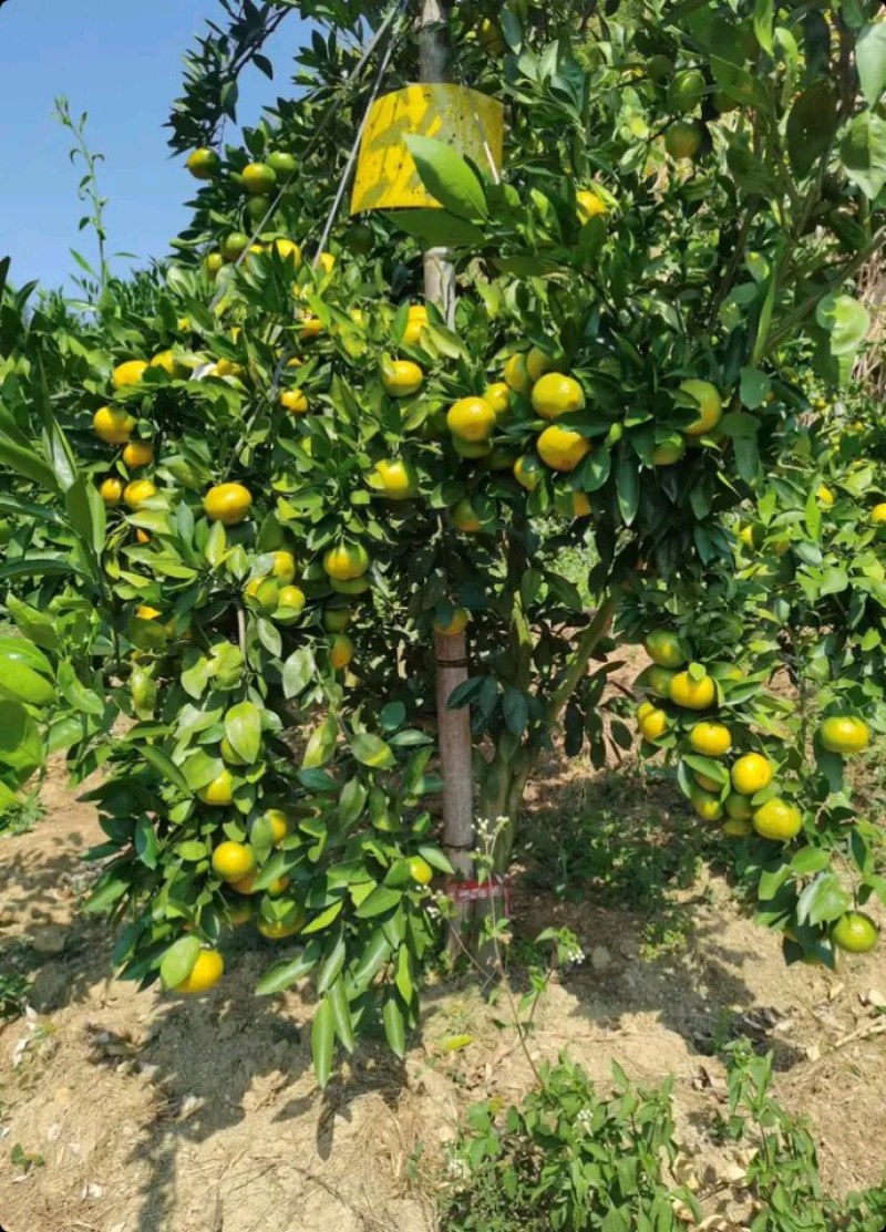 由良枝条，由良特早蜜桔枝条，苗圃嫁接，果园高换均可