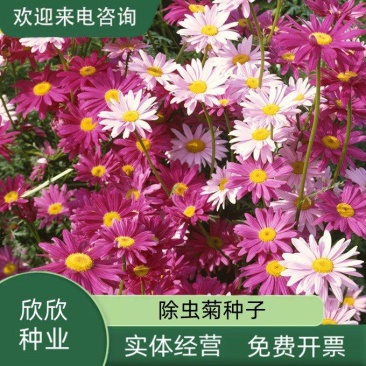 除虫菊种子驱蚊草驱虫菊花种子多年生混色花种子四季易活盆栽