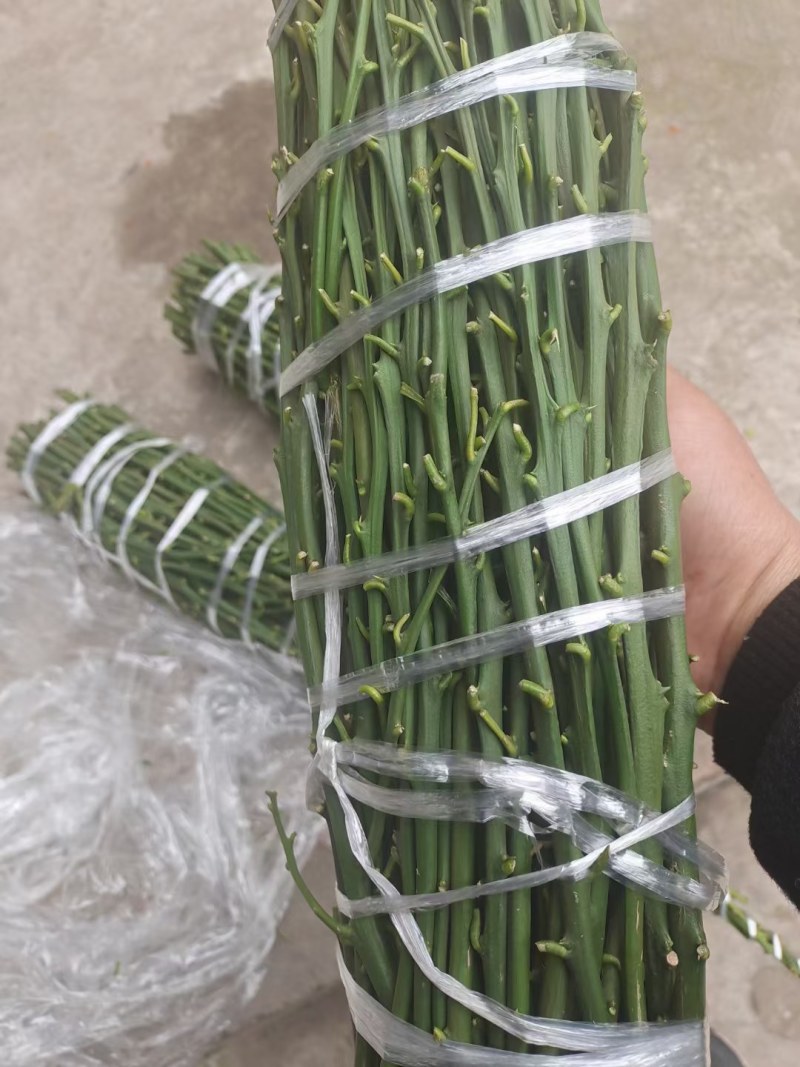 由良枝条，由良特早蜜桔枝条，苗圃嫁接，果园高换均可
