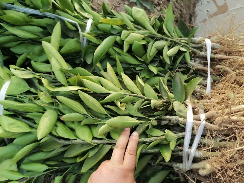 由良枝条，由良特早蜜桔枝条，苗圃嫁接，果园高换均可