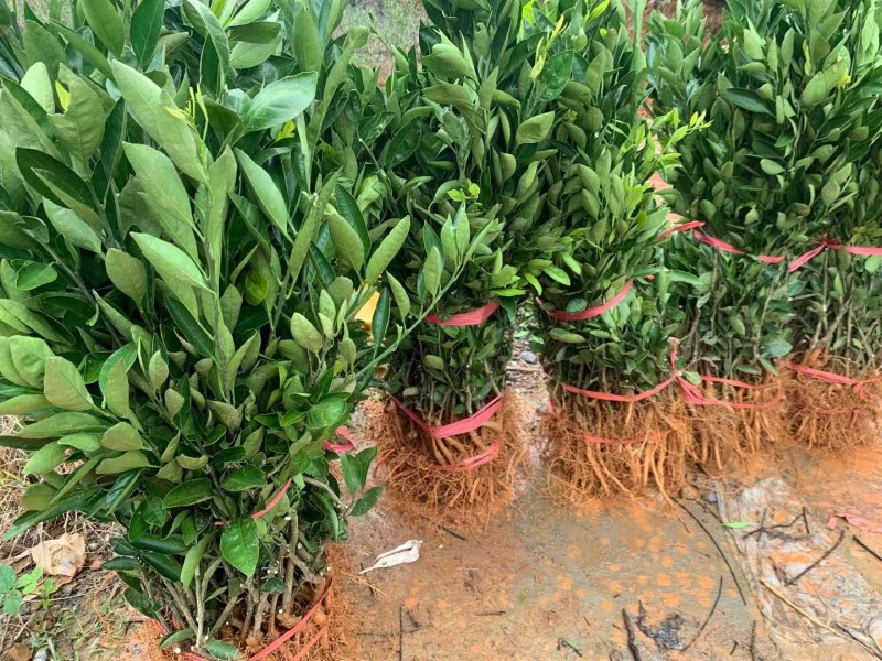 由良枝条，由良特早蜜桔枝条，苗圃嫁接，果园高换均可