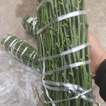 由良枝条，由良特早蜜桔枝条，苗圃嫁接，果园高换均可