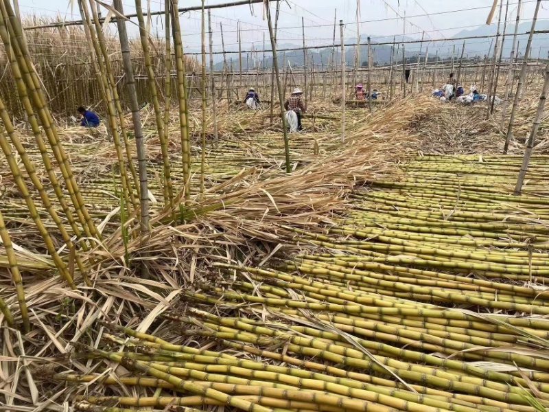 热卖广东甘蔗黄金甘蔗黄皮甘蔗产地直发长期供应