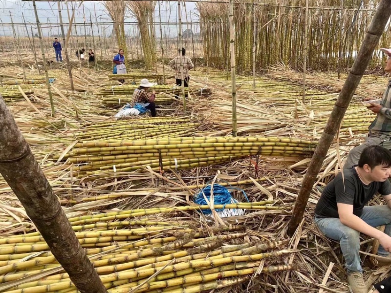 热卖广东甘蔗黄金甘蔗黄皮甘蔗产地直发长期供应