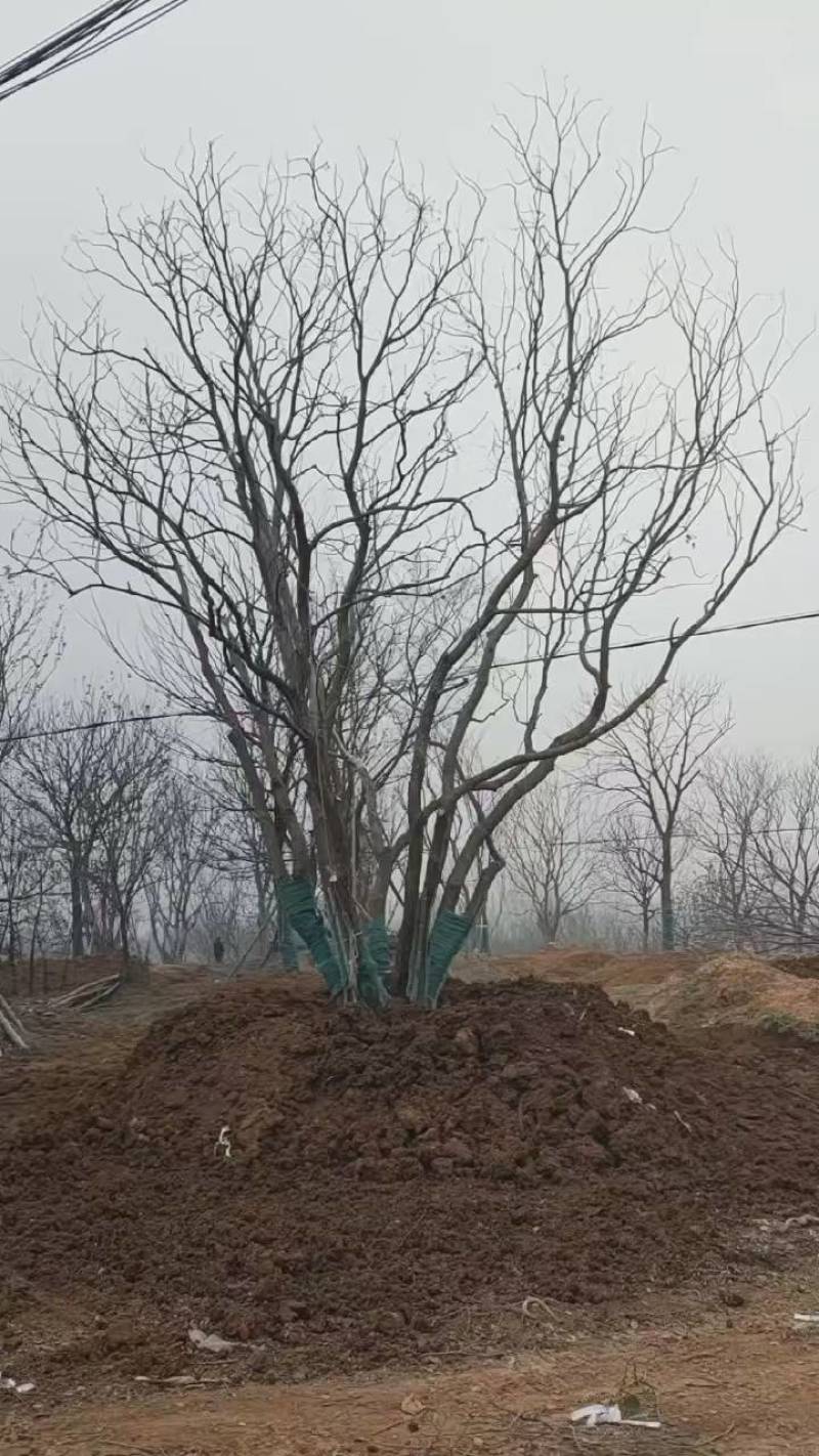 丛生扑树原生苗，树优价会，诚信经营，欢迎合佧