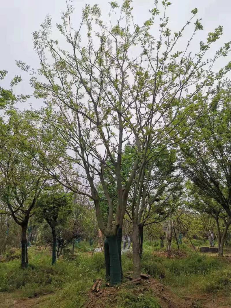 丛生扑树原生苗，树优价会，诚信经营，欢迎合佧