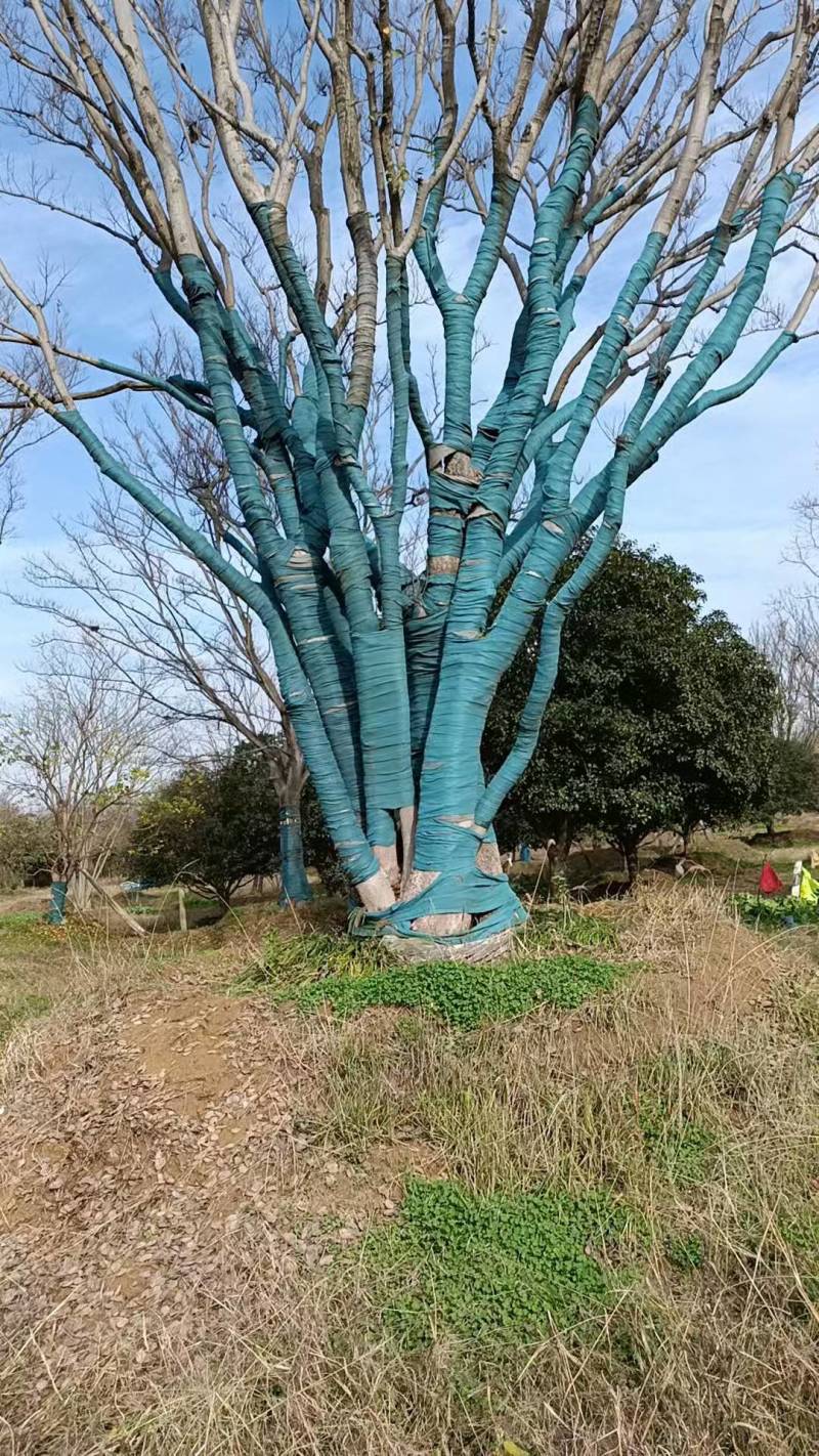 丛生扑树原生苗，树优价会，诚信经营，欢迎合佧