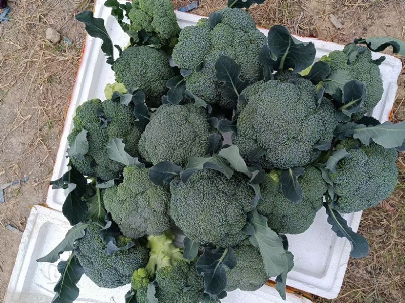 炎秀西蓝花苗白松花京丰一号平包苗