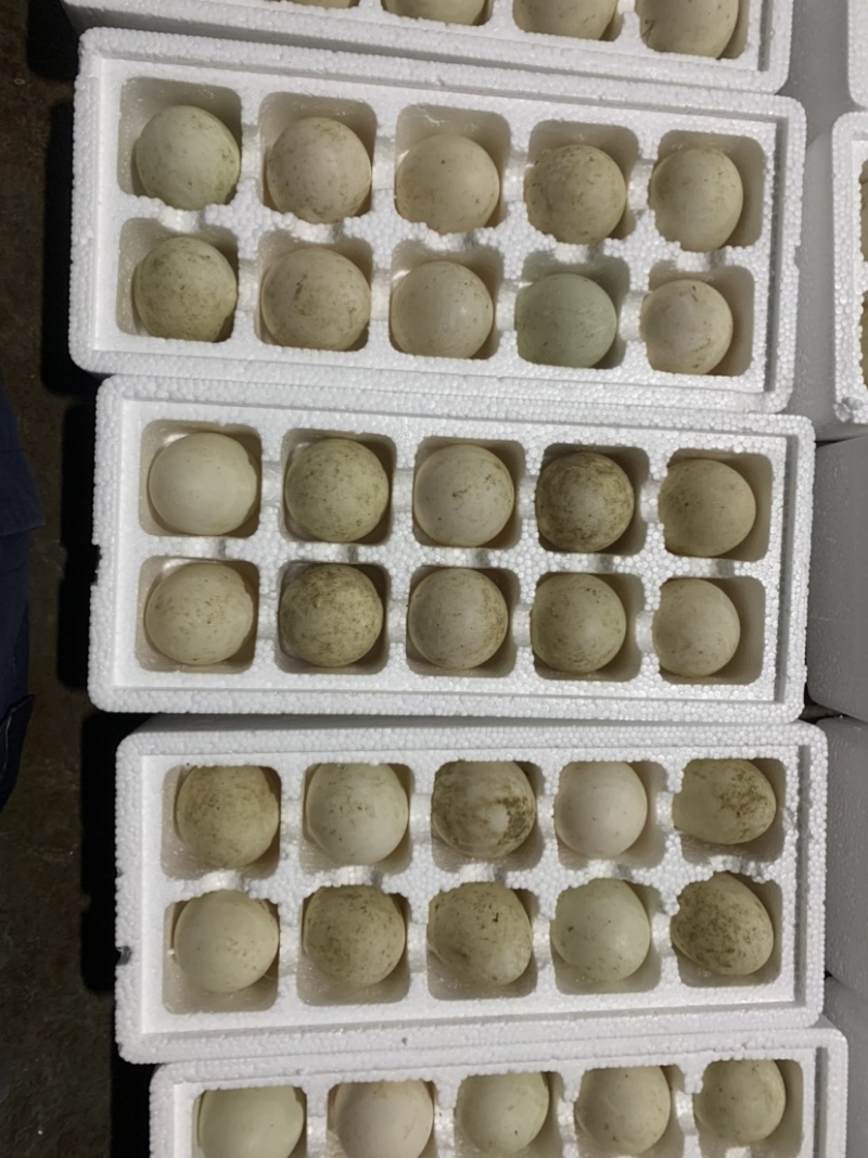 鹅蛋，桶装鹅蛋，盒装鹅蛋，双黄蛋，双黄鸭蛋，双黄鹅蛋