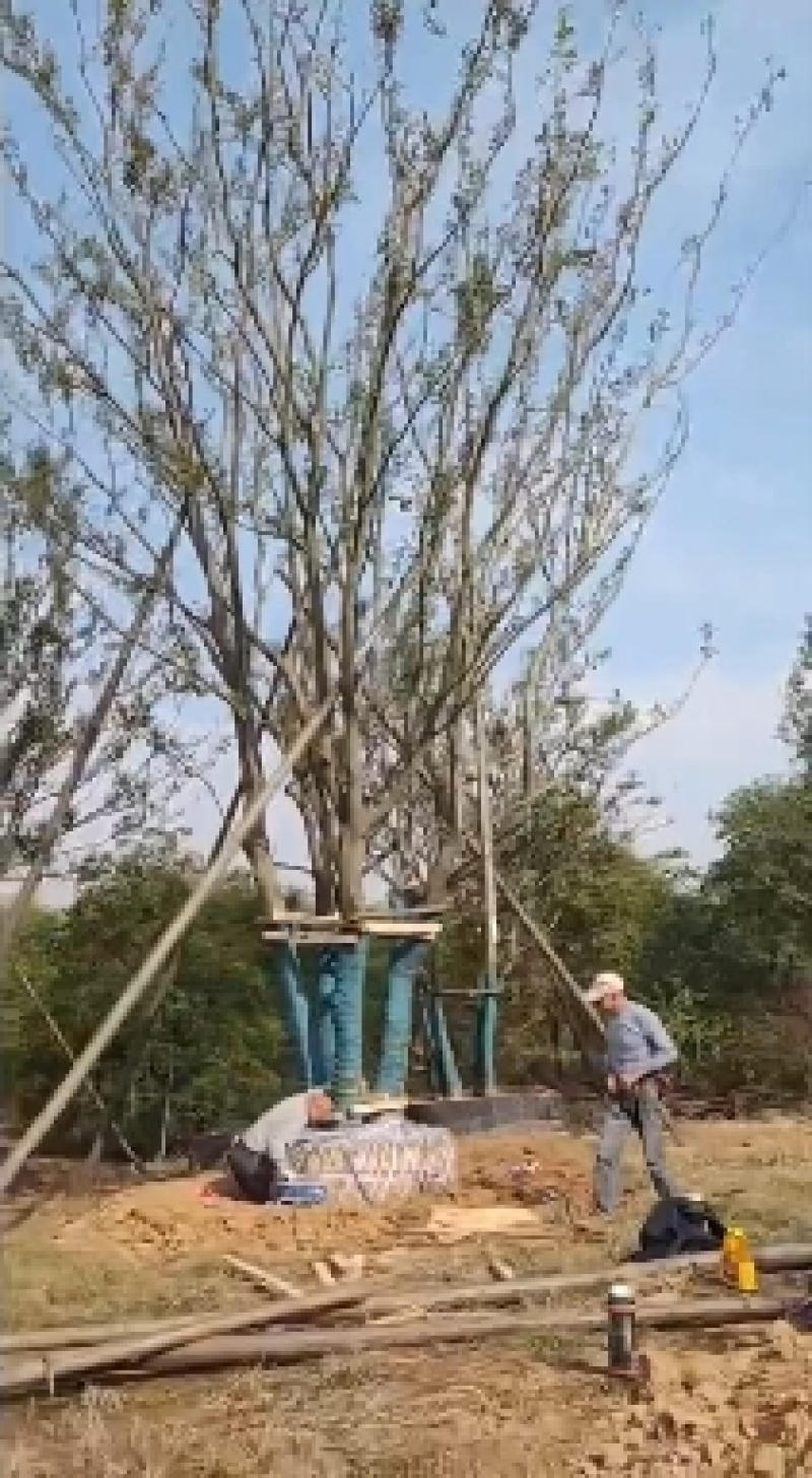 丛生朴树拼栽容器苗，树优价惠，诚信经苔，欢迎合作