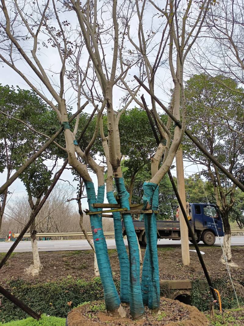 丛生朴树拼栽容器苗，树优价惠，诚信经苔，欢迎合作
